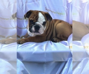Bulldog Puppy for sale in ATHERTON, CA, USA