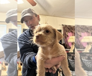 Chorkie Puppy for sale in PENACOOK, NH, USA