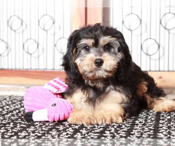 Medium Photo #2 Cavapoo Puppy For Sale in NAPLES, FL, USA