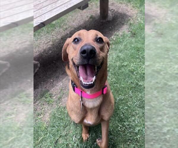 Medium Photo #1 Rhodesian Ridgeback-Unknown Mix Puppy For Sale in Plano, TX, USA