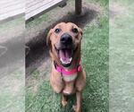 Small Rhodesian Ridgeback Mix