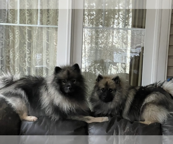 Medium Photo #1 Keeshond Puppy For Sale in MANCHESTER TOWNSHIP, NJ, USA