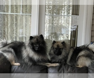 Father of the Keeshond puppies born on 05/24/2026