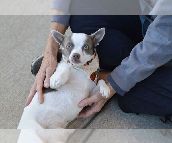 Medium Photo #3 Chihuahua-Unknown Mix Puppy For Sale in McKinney, TX, USA