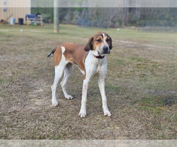 Medium Photo #4 English Foxhound-Unknown Mix Puppy For Sale in Canton, CT, USA