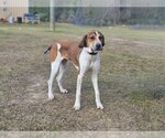 Small Photo #4 English Foxhound-Unknown Mix Puppy For Sale in Canton, CT, USA