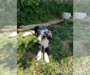 Australian Shepherd Puppy for sale in WILLIAMSBURG, CO, USA
