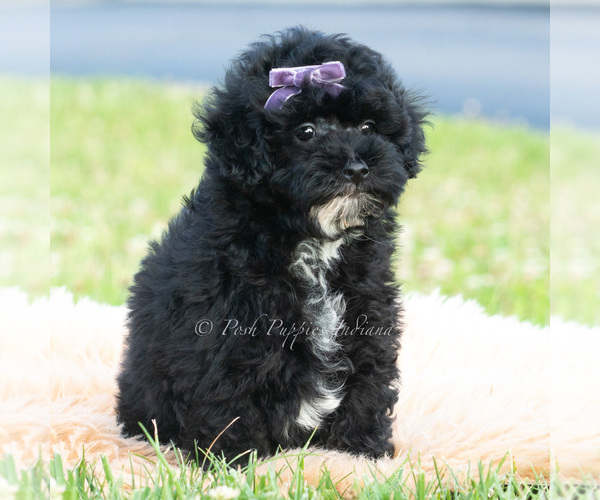 Medium Photo #2 Poodle (Miniature) Puppy For Sale in WARSAW, IN, USA
