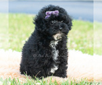 Small #1 Poodle (Miniature)