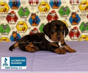 Dachshund Puppy for sale in WINNSBORO, LA, USA