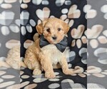 Small Photo #3 Maltipoo Puppy For Sale in ATGLEN, PA, USA