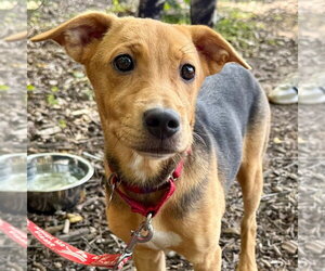 Mutt Dogs for adoption in Canton, CT, USA