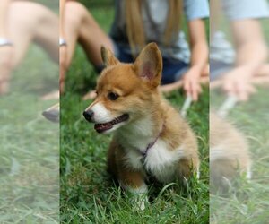 Pembroke Welsh Corgi Puppy for sale in FAIR GROVE, MO, USA