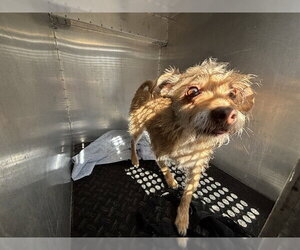 Cairn Terrier Dogs for adoption in Rancho Cucamonga, CA, USA