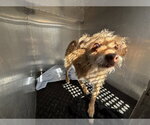 Small Cairn Terrier