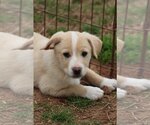 Small Photo #2 Australian Retriever Puppy For Sale in McDonough, GA, USA
