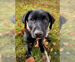 Small #1 Labrador Retriever Mix