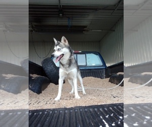 Father of the Alaskan Klee Kai puppies born on 01/26/2025