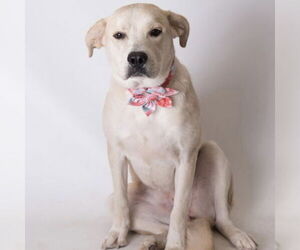 Labrador Retriever-Unknown Mix Dogs for adoption in Jefferson, WI, USA