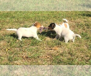 Jack Russell Terrier Litter for sale in REDFIELD, KS, USA