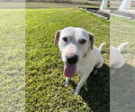 Small #26 Labrador Retriever