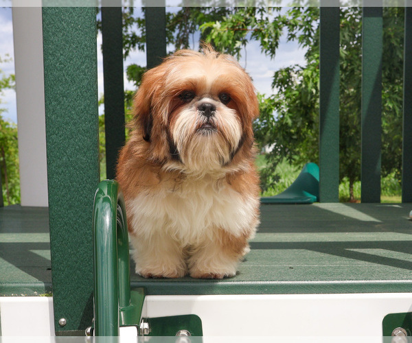 Medium Photo #7 Shih Tzu Puppy For Sale in SYRACUSE, IN, USA