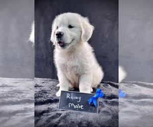 Golden Retriever Puppy for Sale in RUSSIAVILLE, Indiana USA