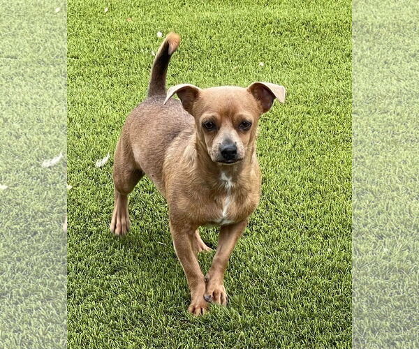 Medium Photo #4 Chihuahua-Unknown Mix Puppy For Sale in La Verne, CA, USA