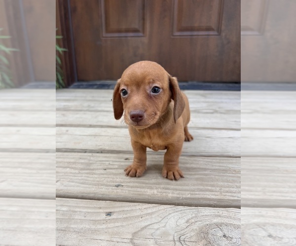 Medium Photo #2 Dachshund Puppy For Sale in BELDING, MI, USA