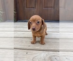 Small #1 Dachshund