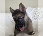 Small #1 German Shepherd Dog Mix
