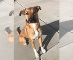 Small #1 Labrador Retriever Mix