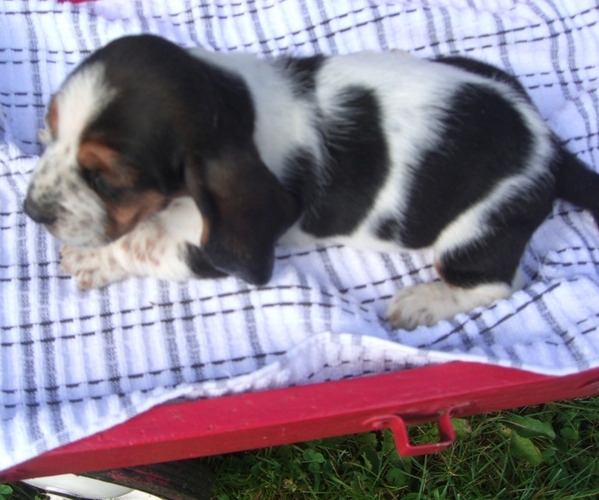 Medium Photo #2 Basset Hound Puppy For Sale in ORRVILLE, OH, USA