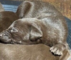 Medium Labrador Retriever