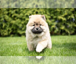 Small Photo #2 Chow Chow Puppy For Sale in NAPPANEE, IN, USA