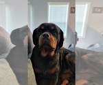 Small Photo #1 Rottweiler Puppy For Sale in CHERRYVILLE, NC, USA