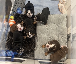 English Bulldog Litter for sale in COVENTRY, RI, USA