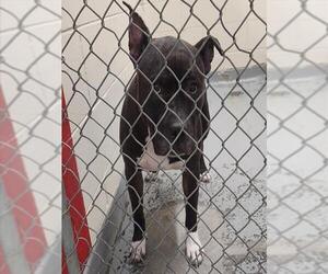 Mutt Dogs for adoption in Anchorage, AK, USA