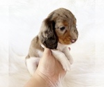 Small #10 Dachshund
