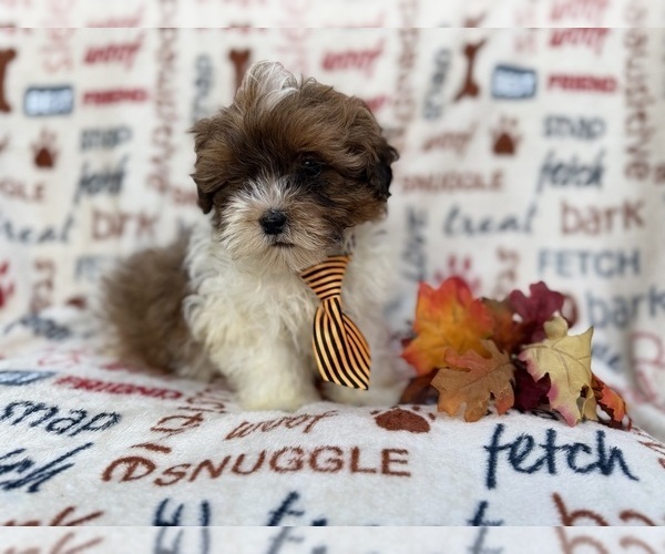 Medium Photo #4 Shih-Poo Puppy For Sale in LAKELAND, FL, USA