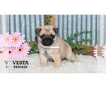 Small #28 Pug