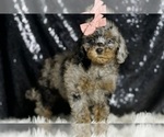 Small #4 Poodle (Miniature)