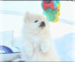 Small Photo #3 Pomeranian Puppy For Sale in PARKER, AZ, USA
