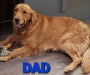 Father of the Golden Retriever puppies born on 05/02/2022