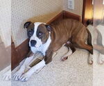 Small #24 American Pit Bull Terrier Mix