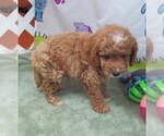 Small #1 Cavapoo