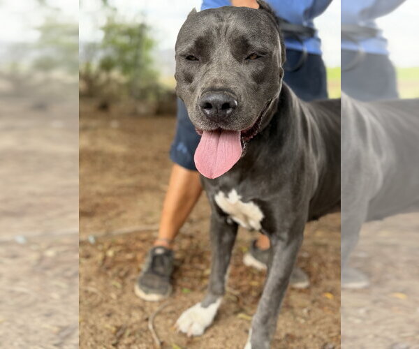 Medium Photo #8 Mutt Puppy For Sale in Goodyear, AZ, USA