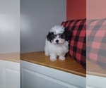 Small Photo #2 Poodle (Miniature)-ShihPoo Mix Puppy For Sale in INDIANAPOLIS, IN, USA