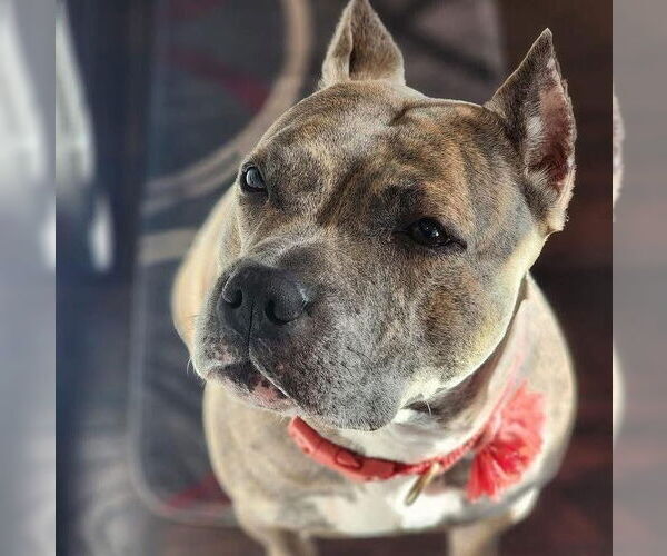Medium Photo #44 American Pit Bull Terrier-American Staffordshire Terrier Mix Puppy For Sale in Wenonah, NJ, USA