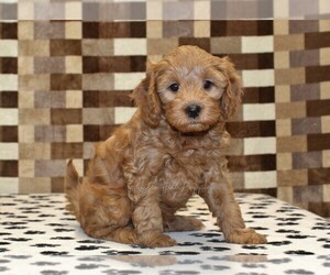 Cavapoo (Miniature) Puppy for sale in DENVER, PA, USA